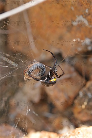 False widow