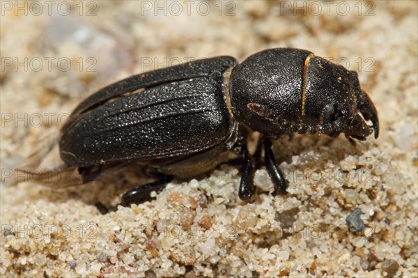 Black longhorn beetle