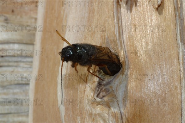 European wood wasp