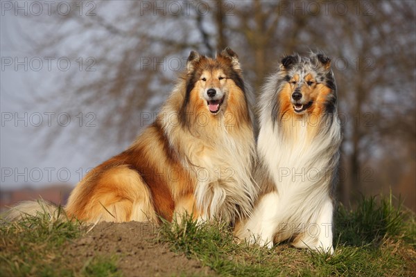 Scottish Sheepdogs