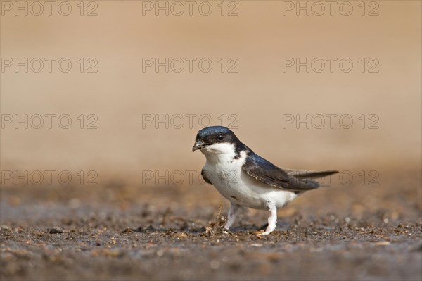 Common house martins