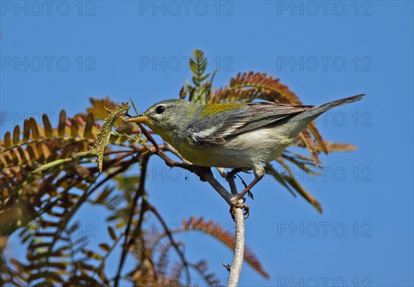 Northern Parula