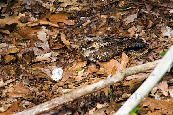 Black-throated Nightjar