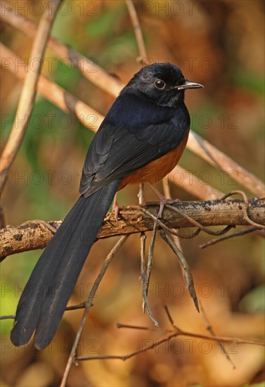 White-rumped Shama