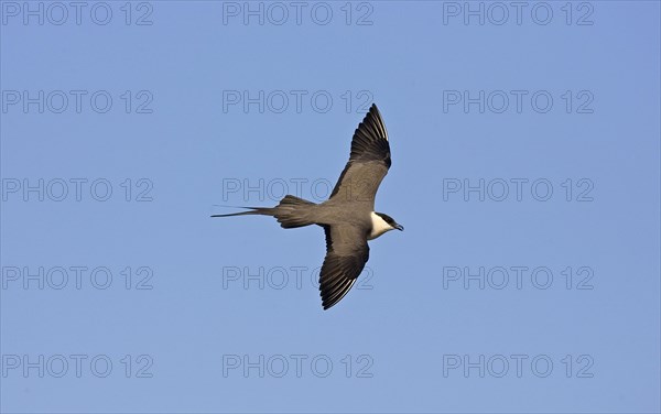 Long-tailed Skua