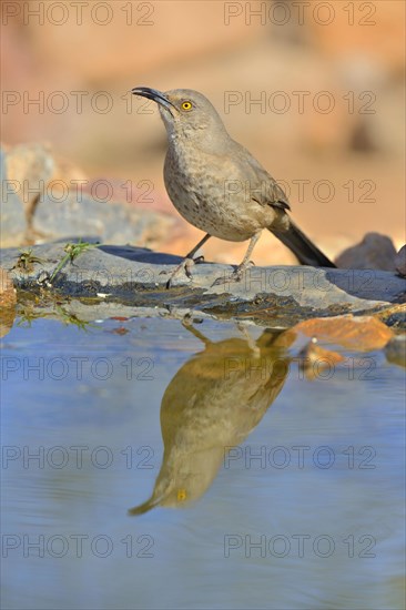 Curve-billed Thrasher