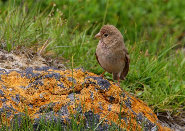 Mongolian Finch