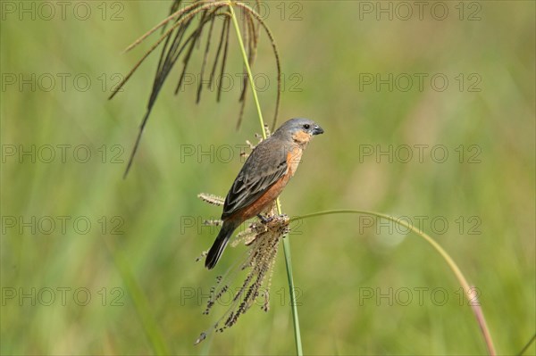 Tawny-bellied Seedeater