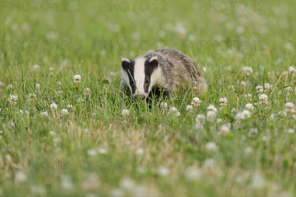 Eurasian Badger