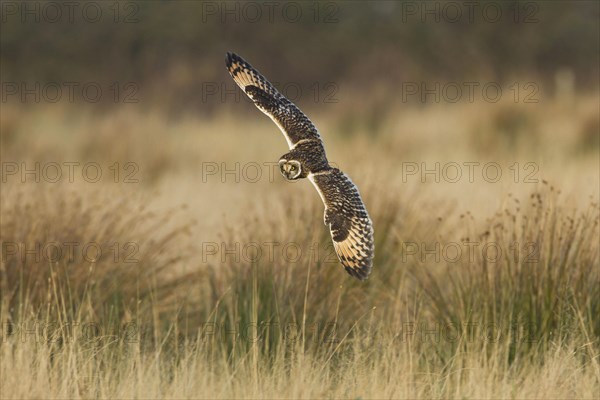 Short-eared owl