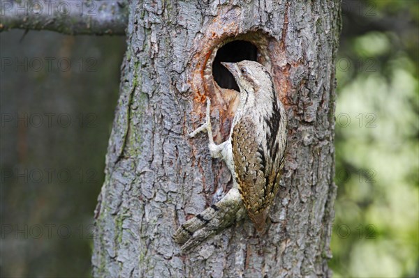 Eurasian Wryneck