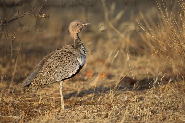 Buff-crested bustard