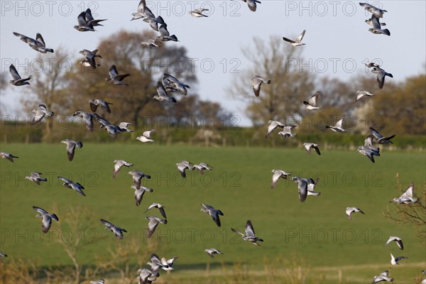 Stock Dove