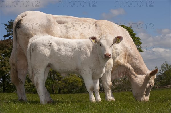 Domestic cattle