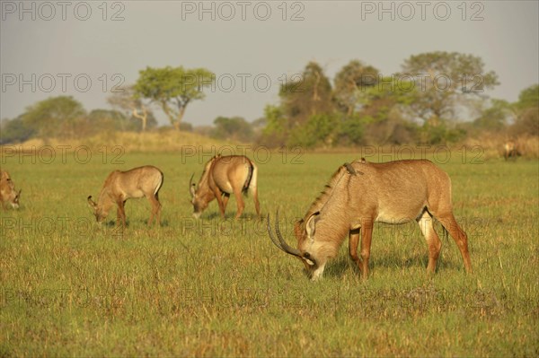 Roan Antelope