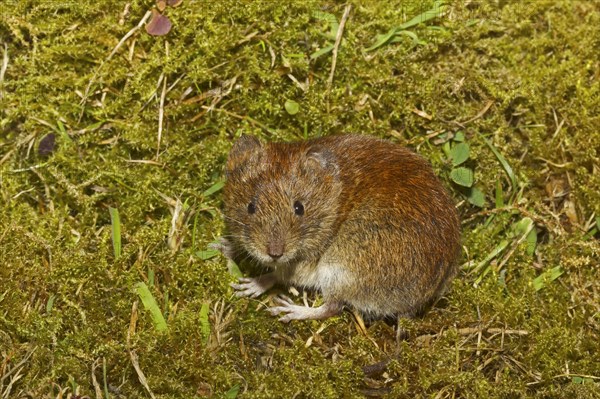 Bank bank vole