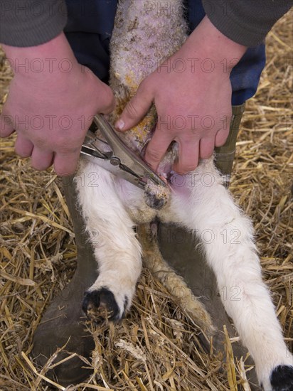 Sheep farming