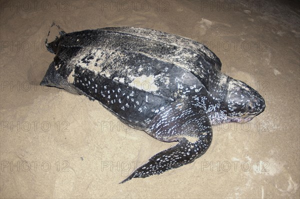 Leatherback sea turtle