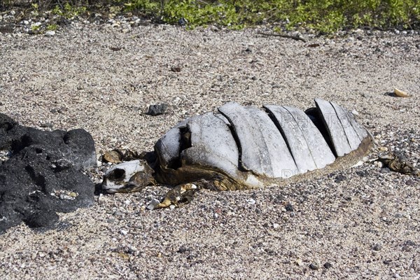 Chelonia mydas agassizi