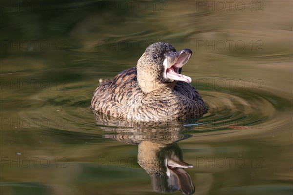 White-backed Duck