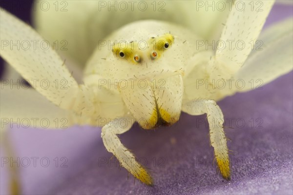 Variable crab spider