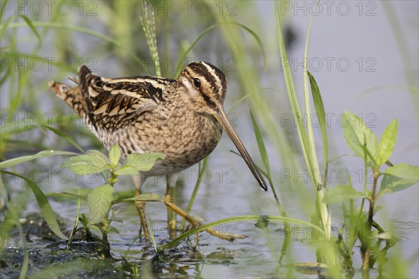 Common Snipe