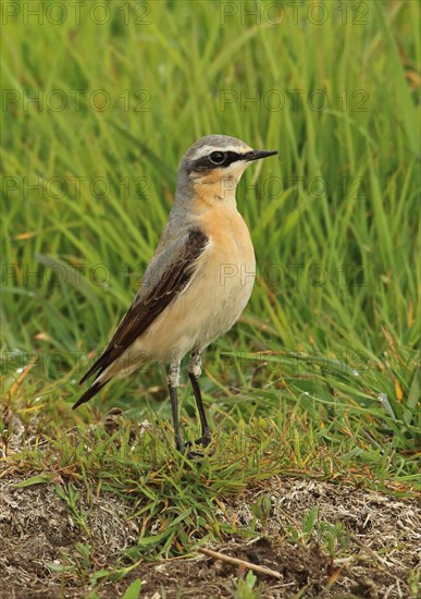 Northern northern wheatear