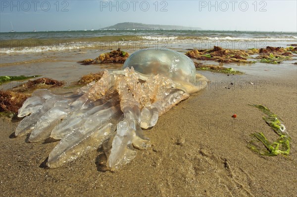 Barrel Jellyfish