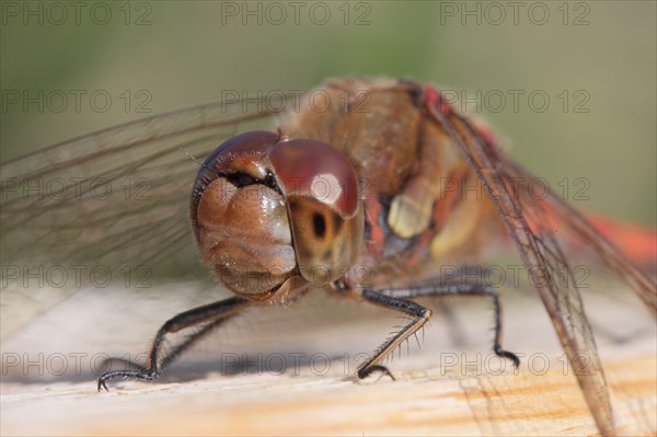 Common Darter