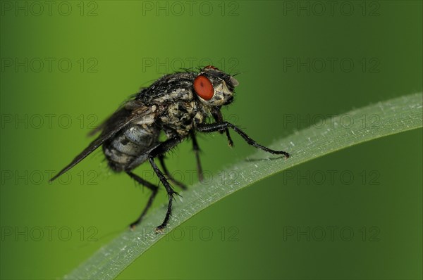 Grey flesh fly