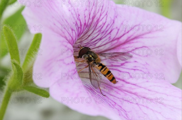 Grove hoverfly