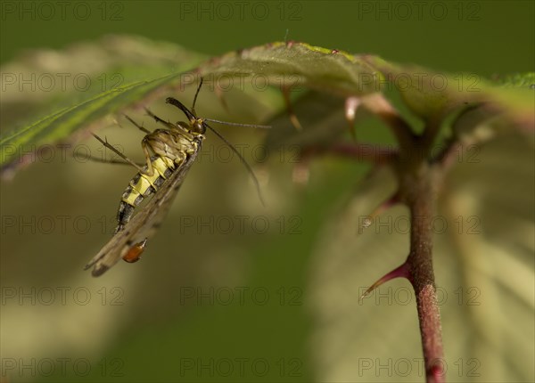 Common Scorpionfly