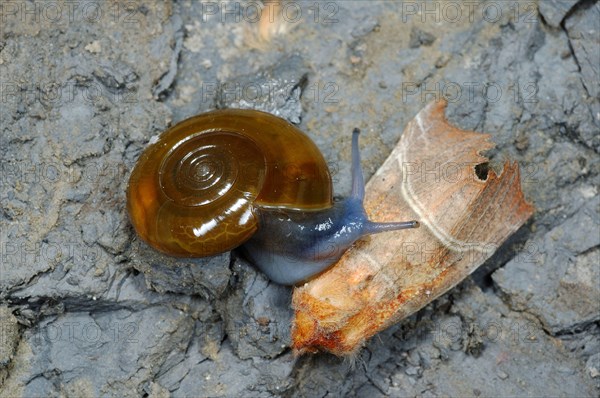 Dark-bodied Glass-snail