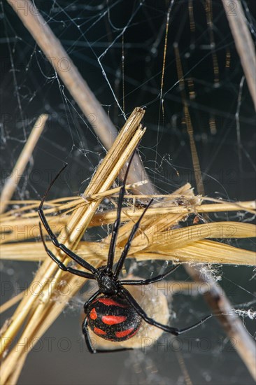 European black widow