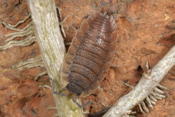 Common Woodlouse