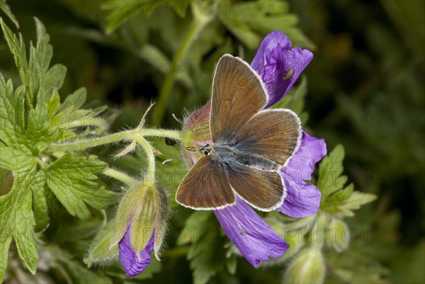 Geranium Argus