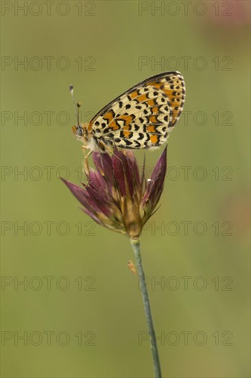 Spotted Fritillary