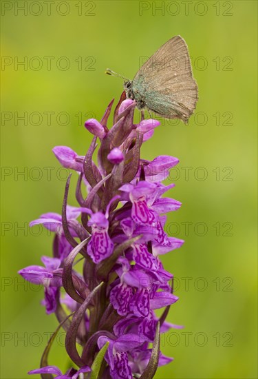 Green Hairstreak