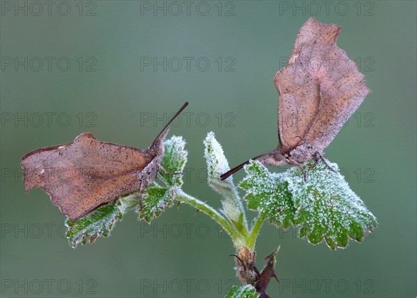 Nettle-tree Butterfly