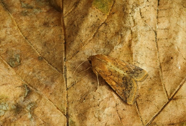 Cotton Bollworm