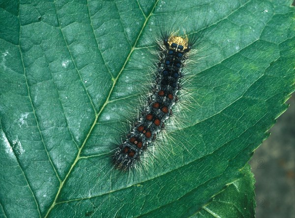 Gypsy Moth