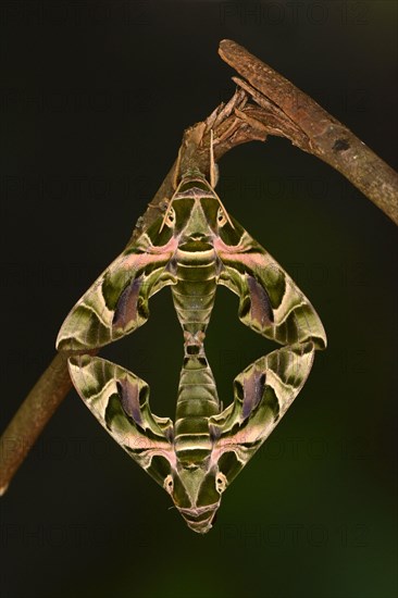 Oleander hawk moth