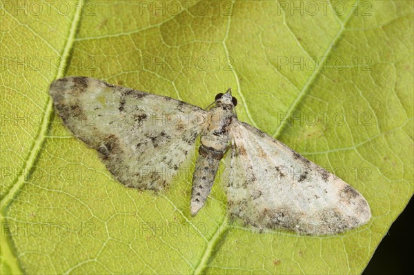 Light owlet moth