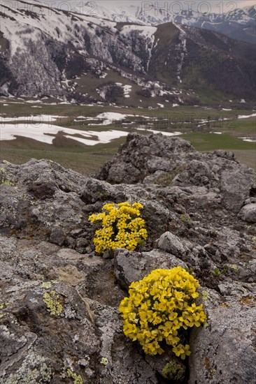 Rockflower