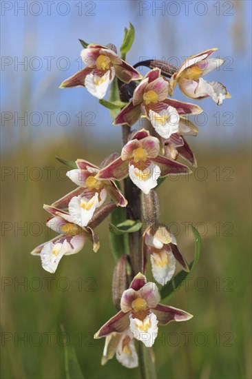 Marsh Helleborine