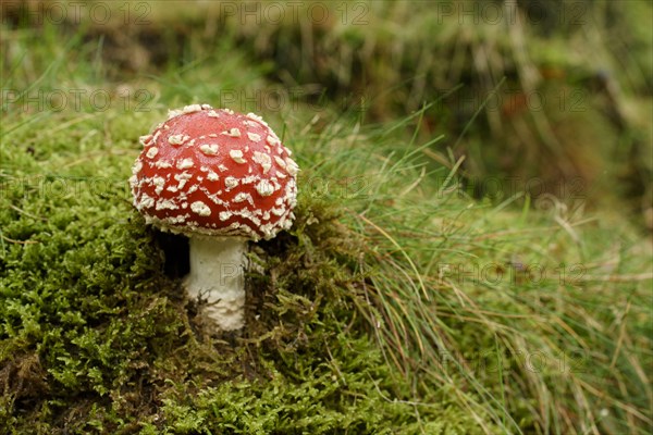 Fly Agaric