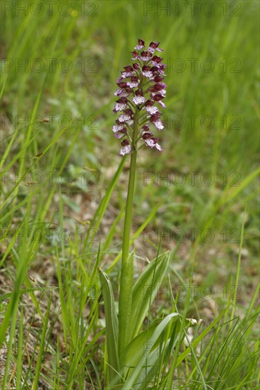 Lady Orchid