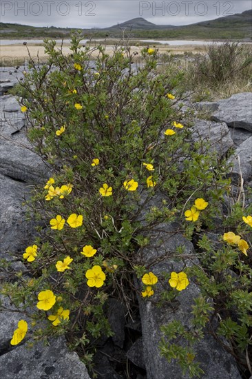 Flowering shrub cinquefoil