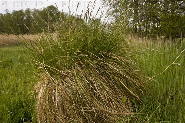 Tufts of fibrous carex appropinquata