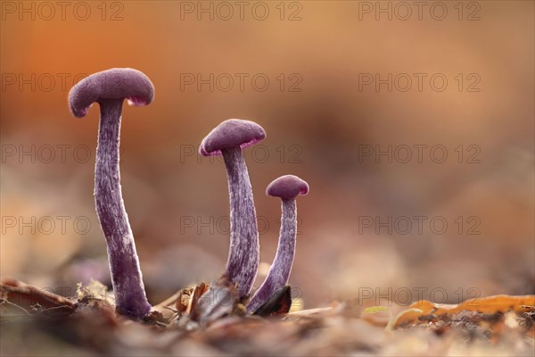 Amethyst Deceiver